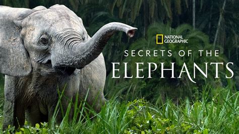 Secrets of the Elephants Full Episodes .
